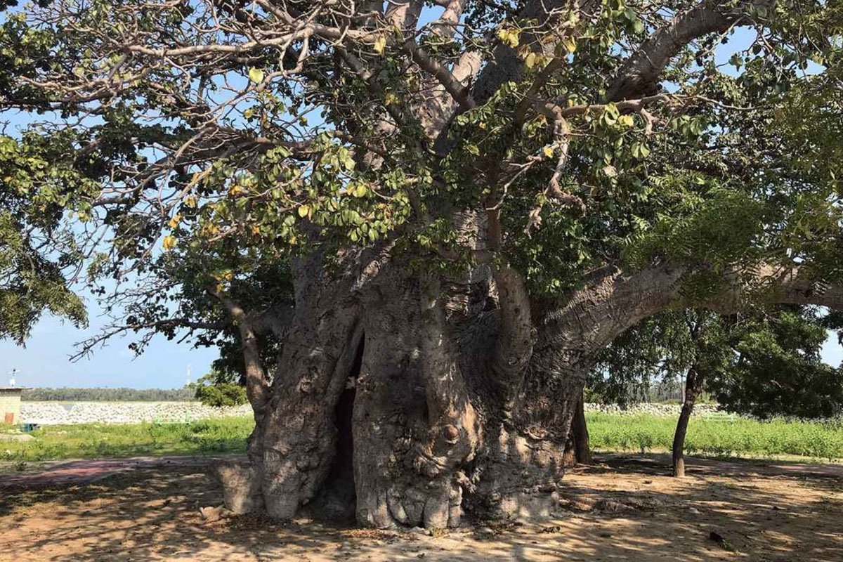 Delft Island, Sri Lanka