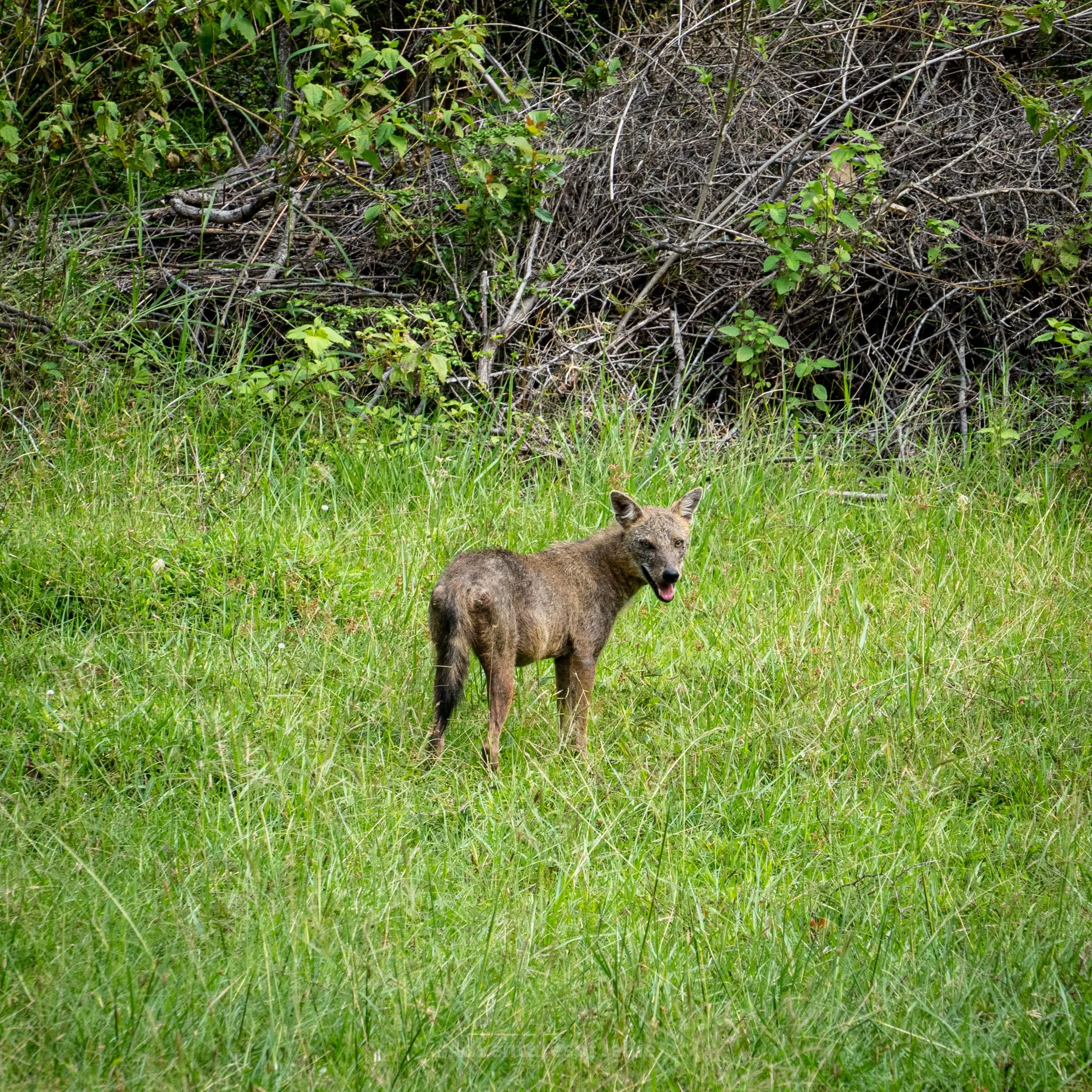 Kaudulla National Park