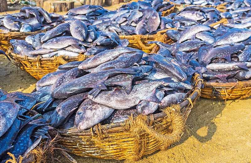 LSL Cropped Negombo Fish Market