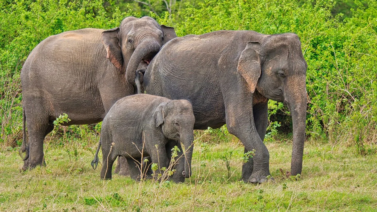 Dambulla Cave Temple