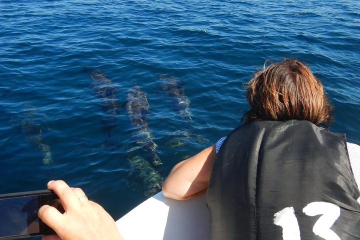 dolphin watching Kalpitiya7, Sri Lanka