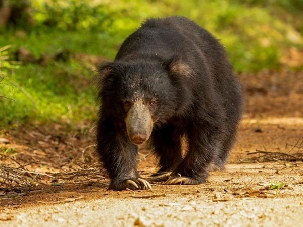 matale Sloth Bear at Wasgamuwa National Park