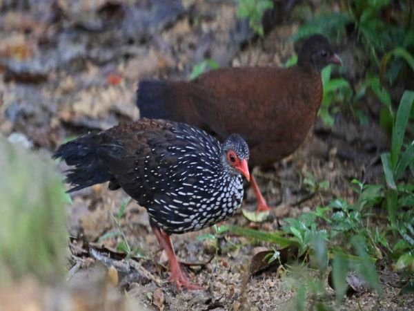 matale wasgamuwa national park Sri Lanka Spurfowl