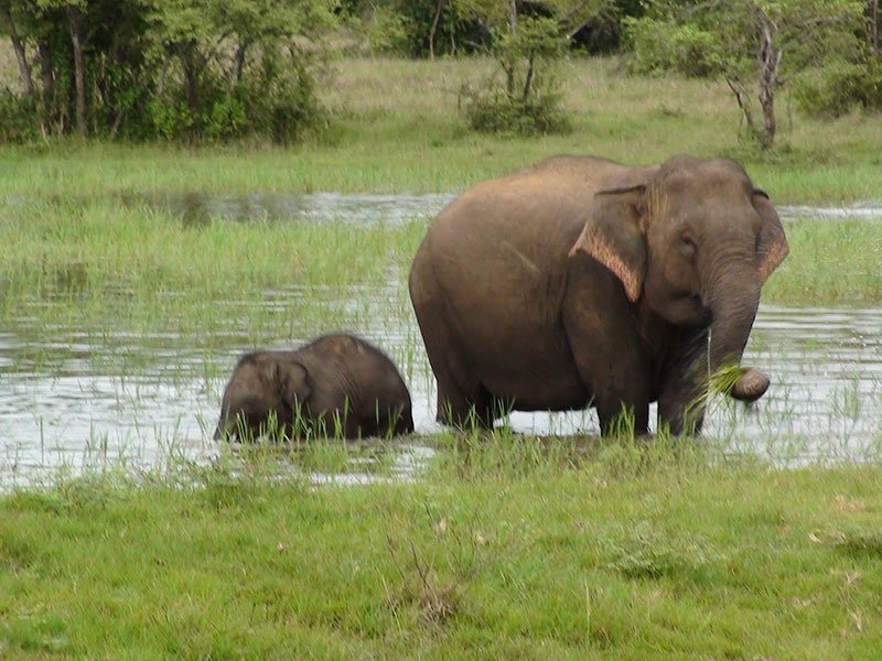 matale wasgamuwa national park