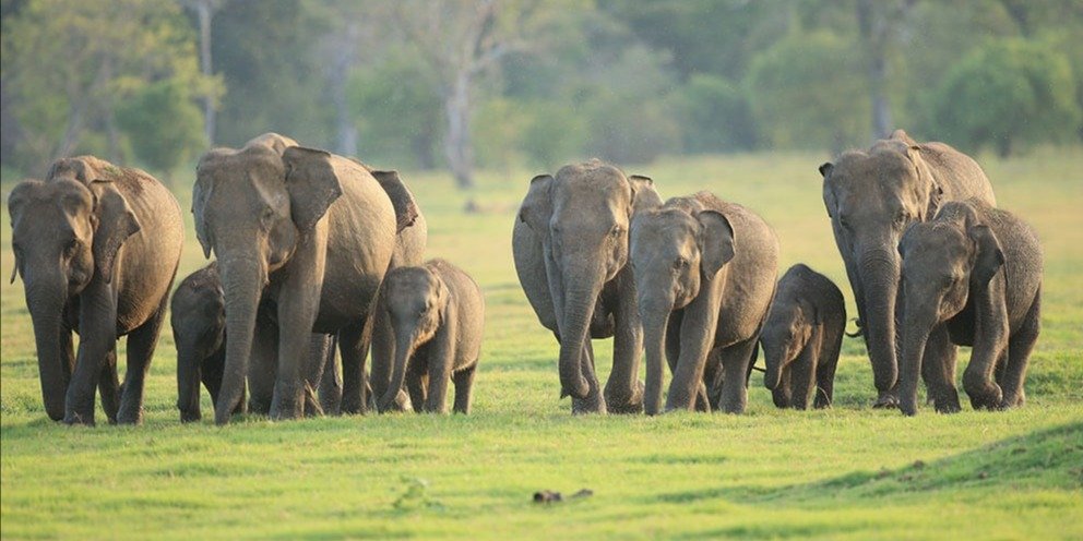 Udawalawe National Park