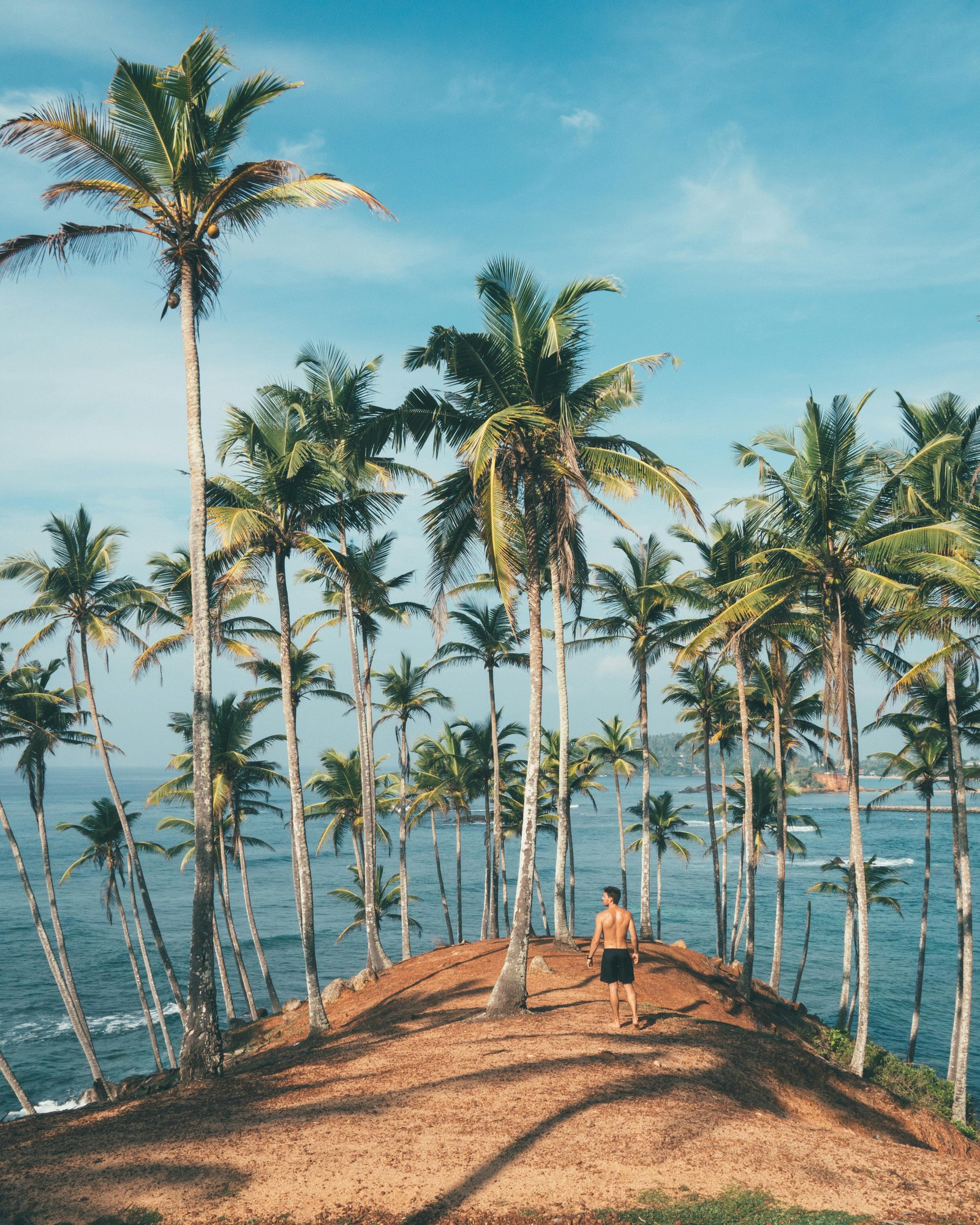 Palm trees on pristine beach